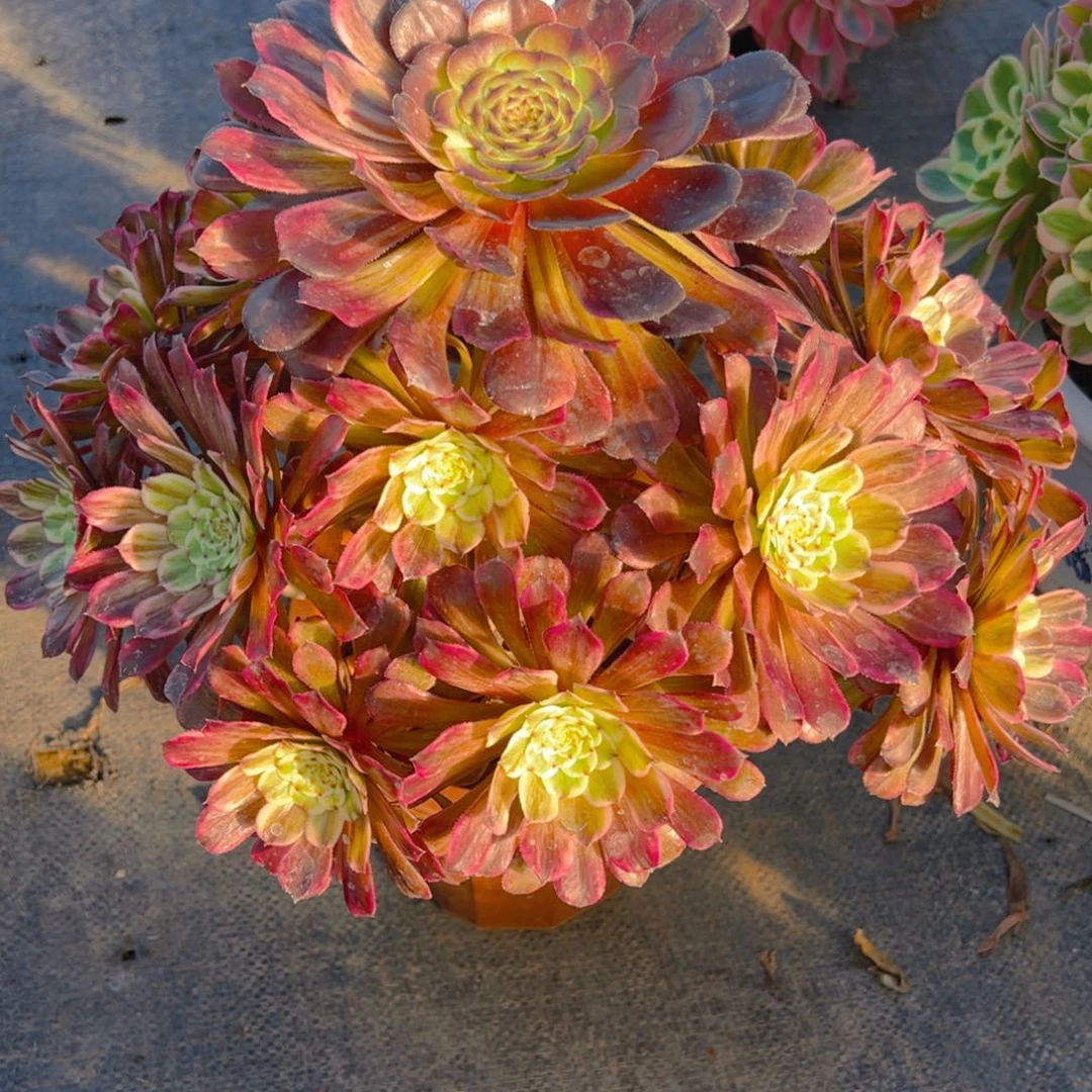 初*659水墨画法师，多肉植物