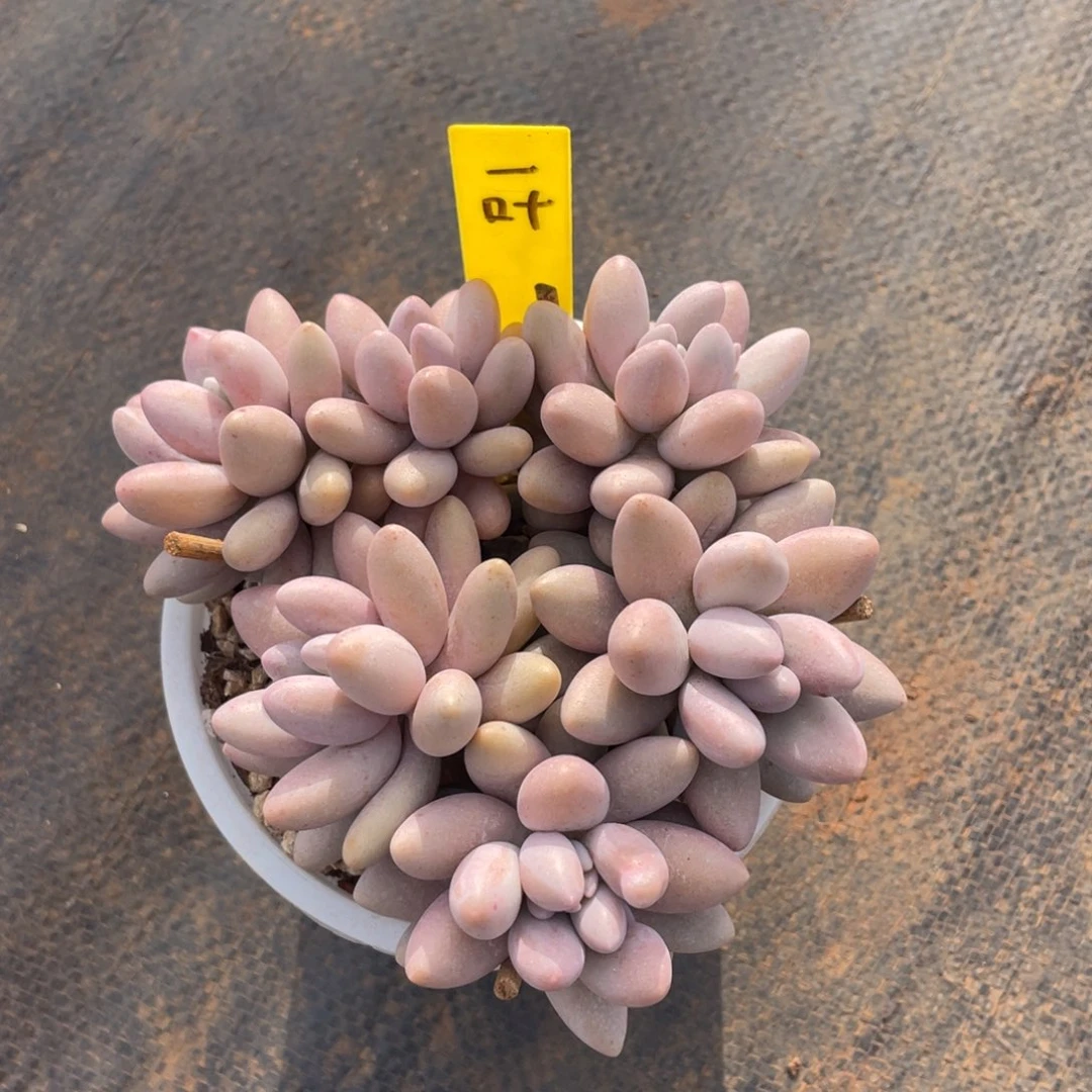 一****q姐姐说她真的不是一般喜欢