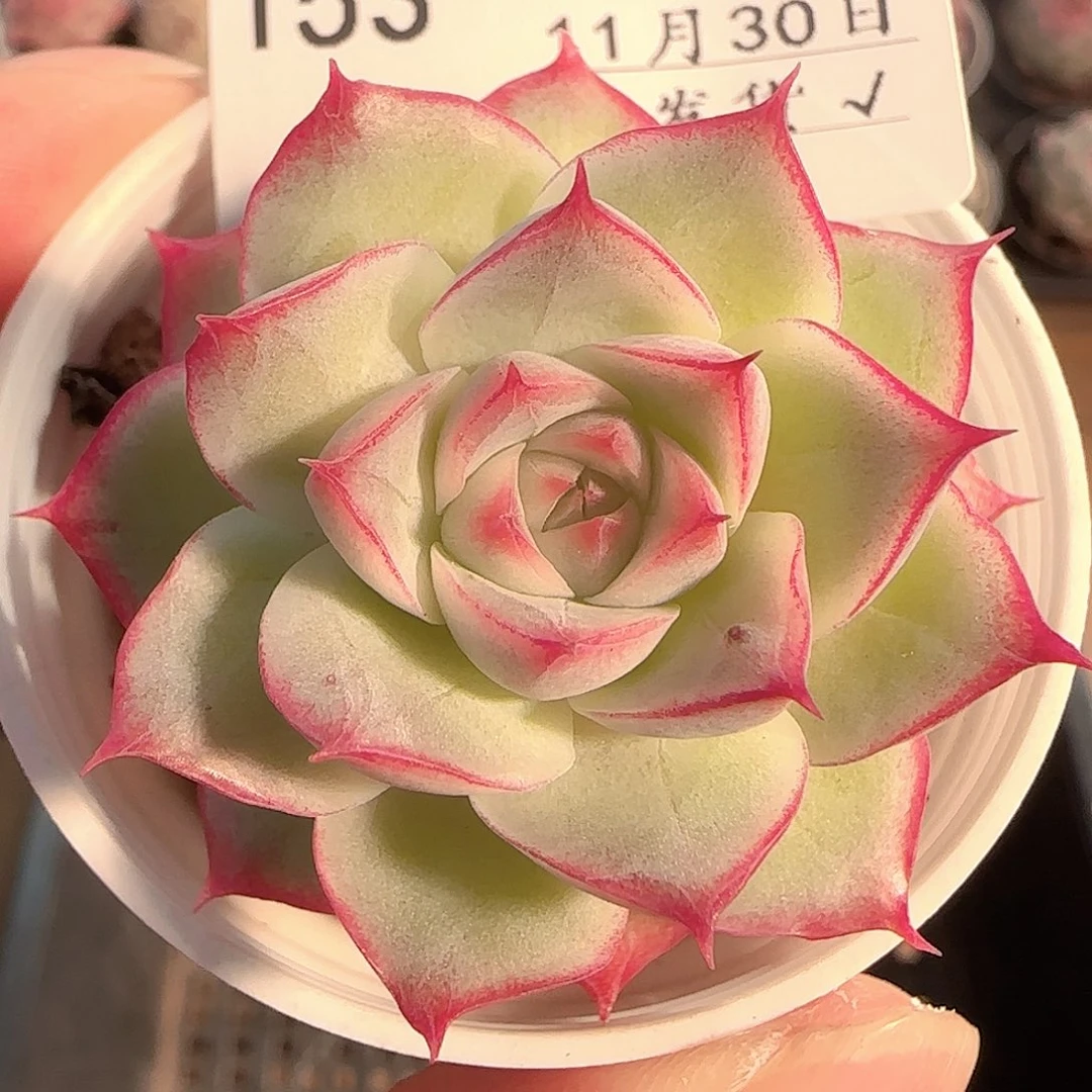 多肉1130-153女王玫瑰