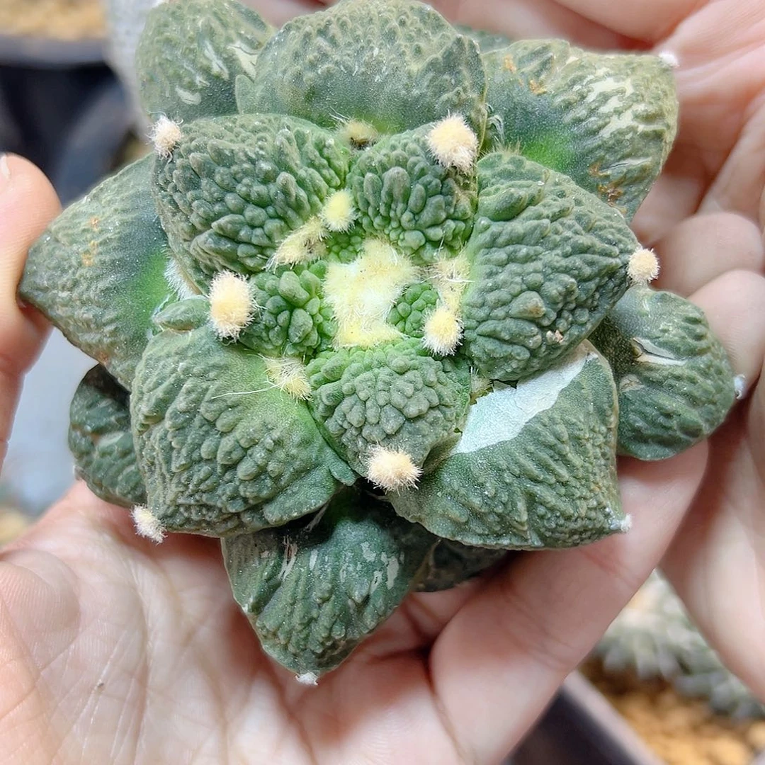 56号苗接怒涛无根带叉8.9公分