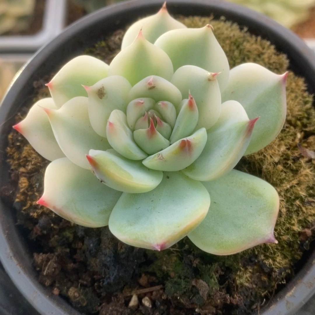153锦锦锦锦锦锦锦锦锦锦