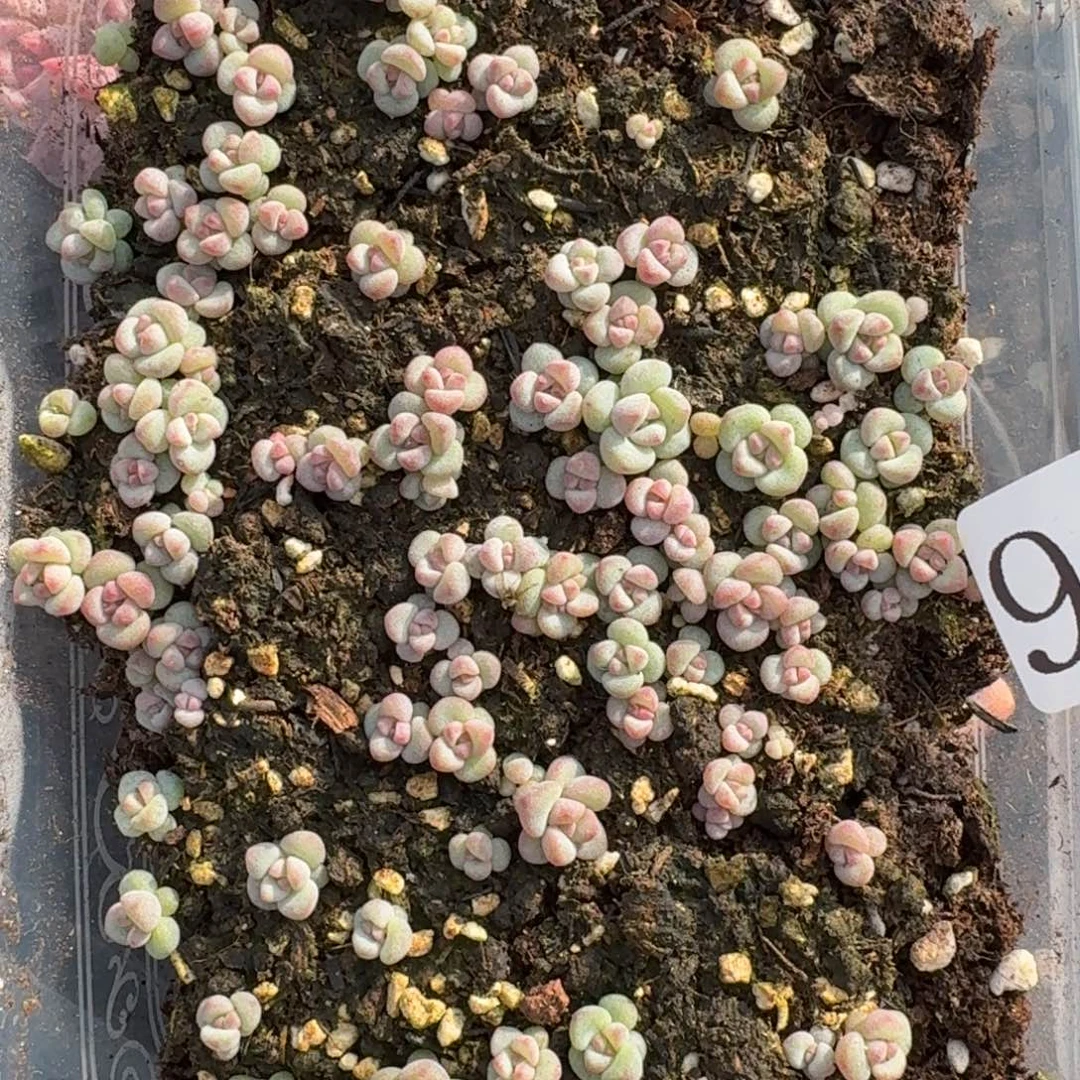 多肉植物多肉植物901