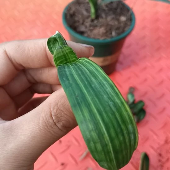 老*特色花卉君子兰小苗君