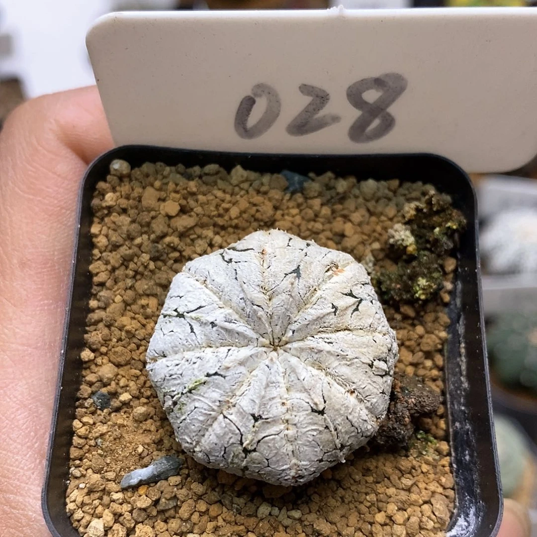 开播后我特价来了来