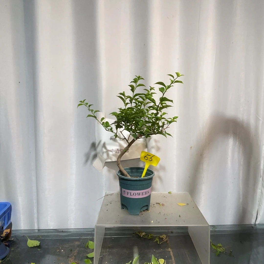 当前无花栽培后可以开花 56巴西紫扦插