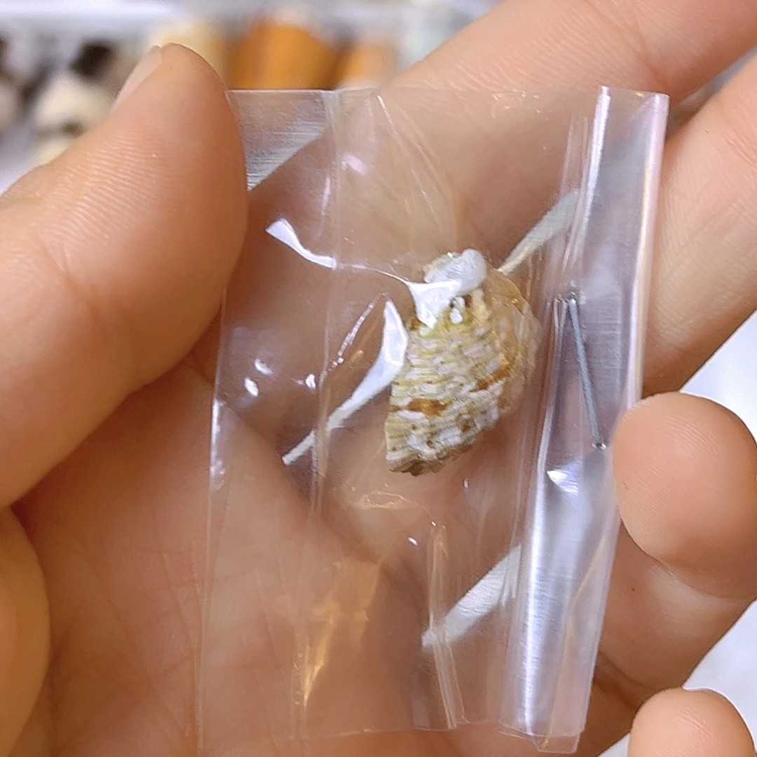 大理石磁石渲*染天然贝壳海螺批发零售