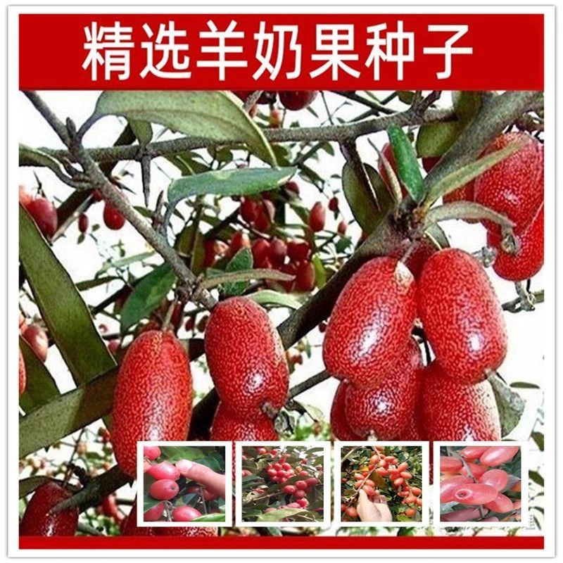 原厂春季【包发芽】纯甜羊奶果种子四季播种阳台盆栽高产水果羊奶果