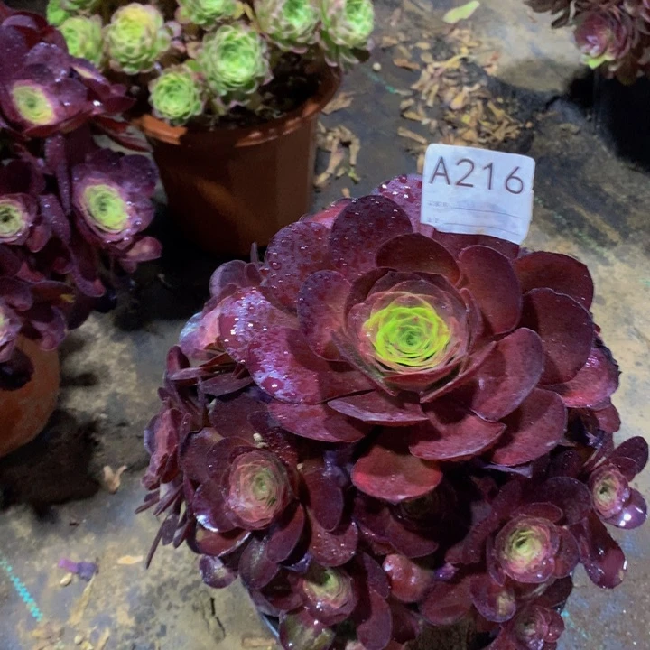 无花朵玫金216000000000000