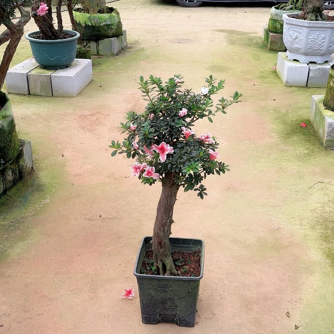 完全开放余木生花百合杜鹃花