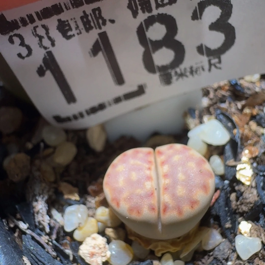 Ssss精品生石花1183