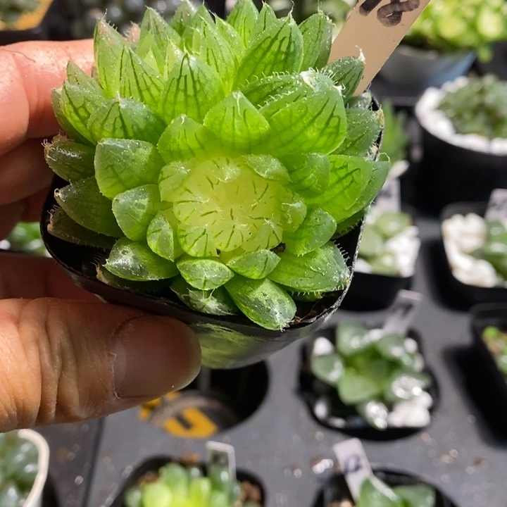 双胞胎宝莲灯一物一拍