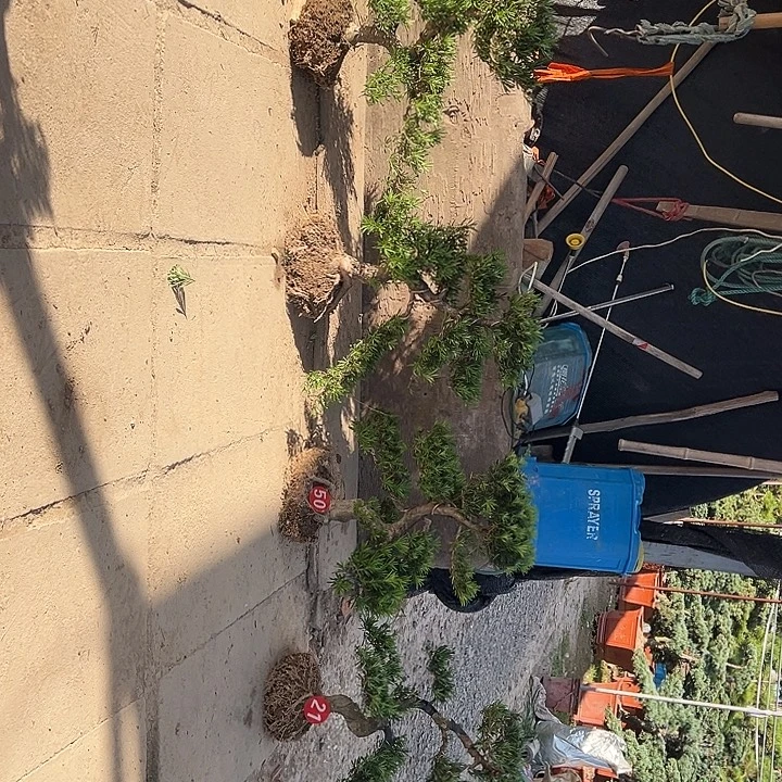 夜***景无花朵小叶雀舌罗汉松