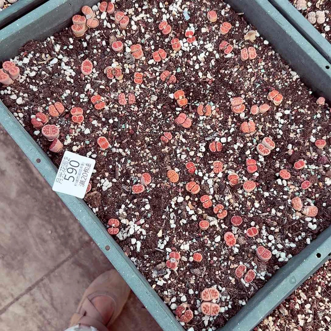 暁*我们一起看电视的了不都在590