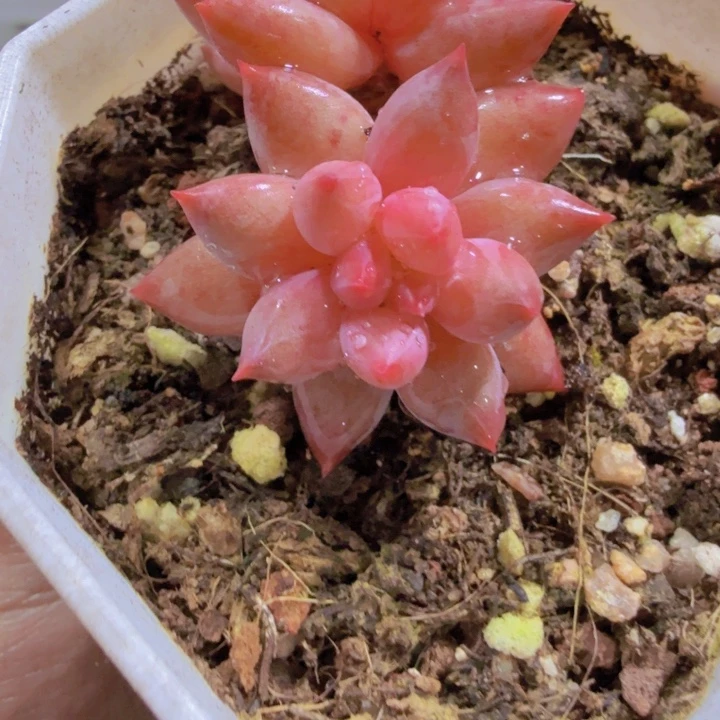 虞姬美人福利一颗