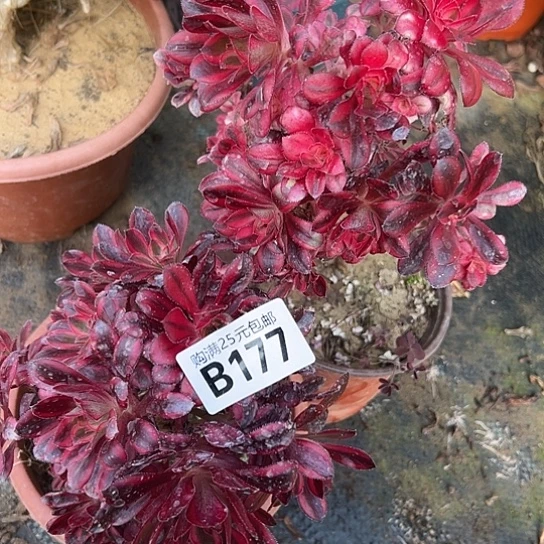 凤*美两颗多肉法师植物 有砍