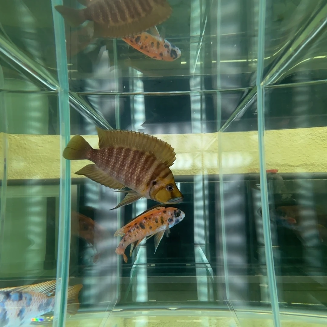 海水鱼C136-黄金虎9-10公分