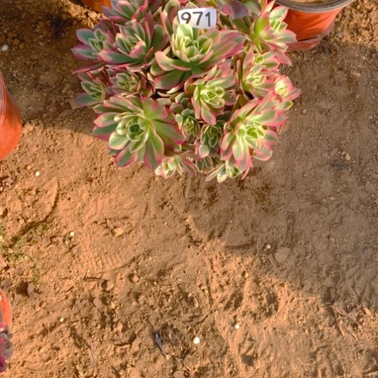 无花朵971粉水晶多肉植物