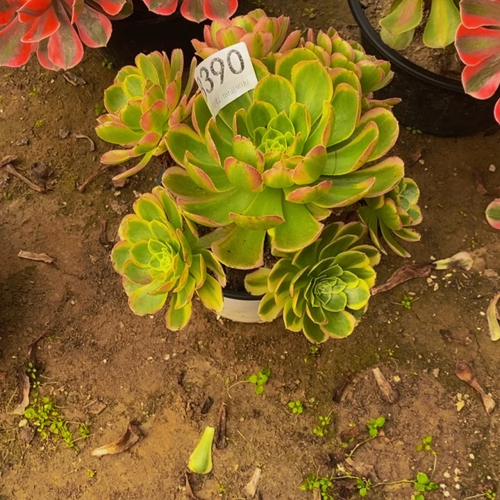 奶白390。