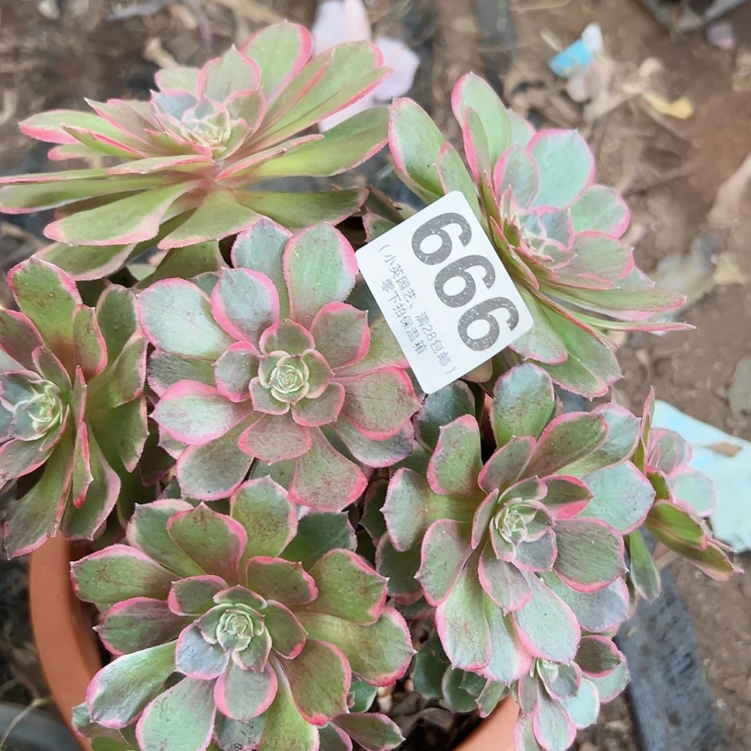 粉花妖666多肉植物多肉植物