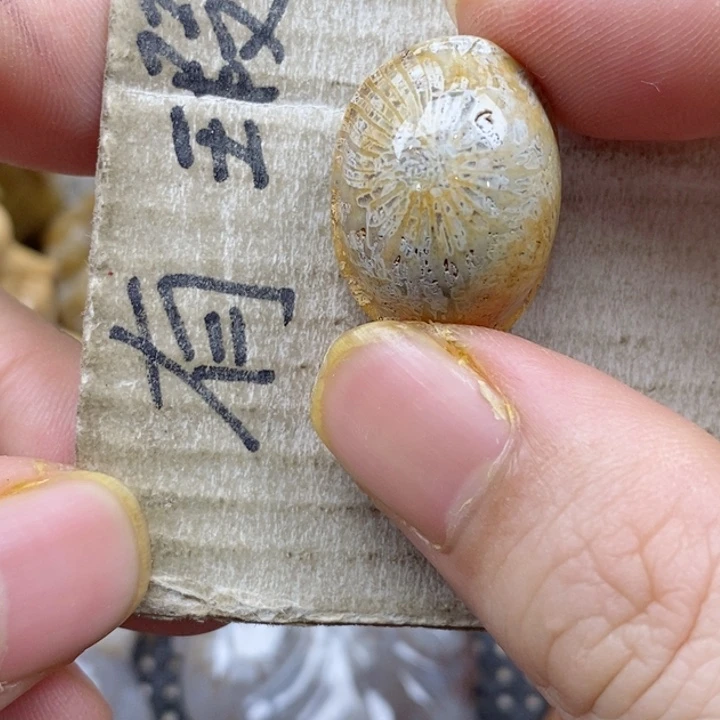 颈饰未镶嵌硅化珊瑚（珊瑚玉）云*刚