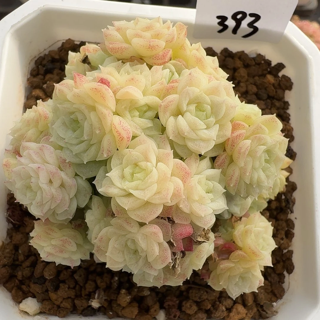 一物一拍一物一拍1213-393