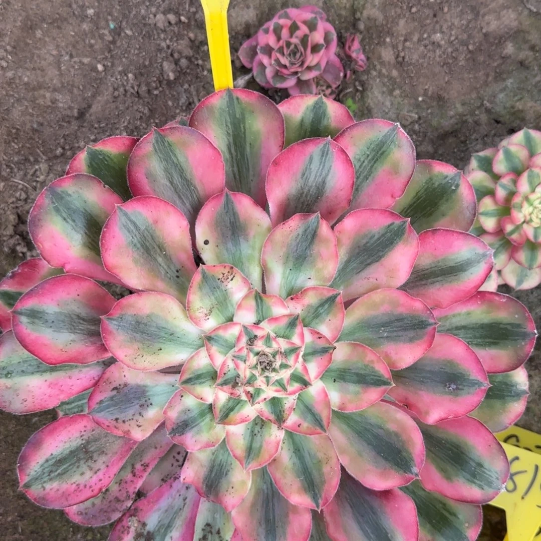 3-8660---爱丽丝多头