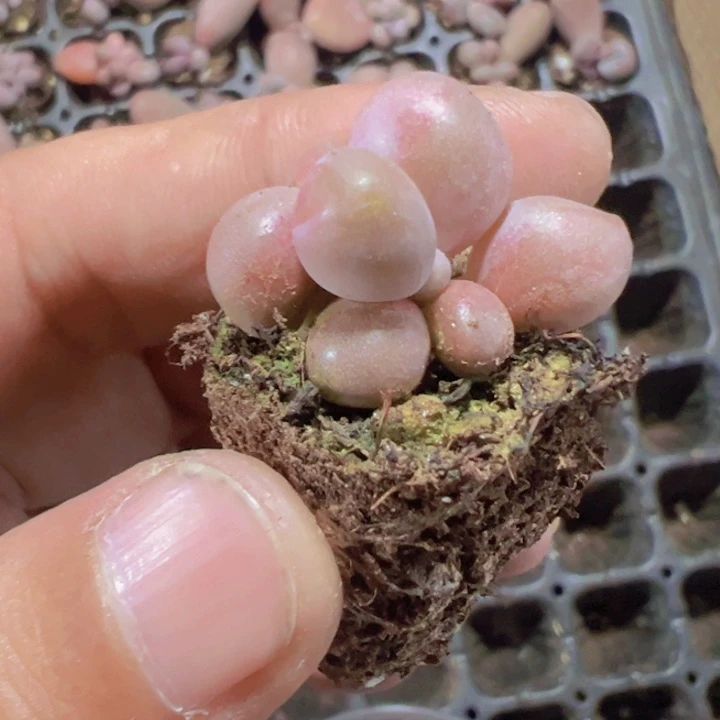 糖果美人精品多肉植物