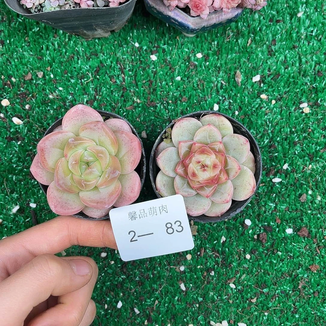 多肉植物一物一拍2-83