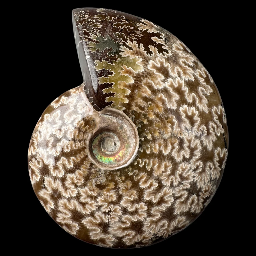 【 叶菊石（手把件-白花）】尺寸100mm 玉化 马达加斯加SS 古贝壳 B10