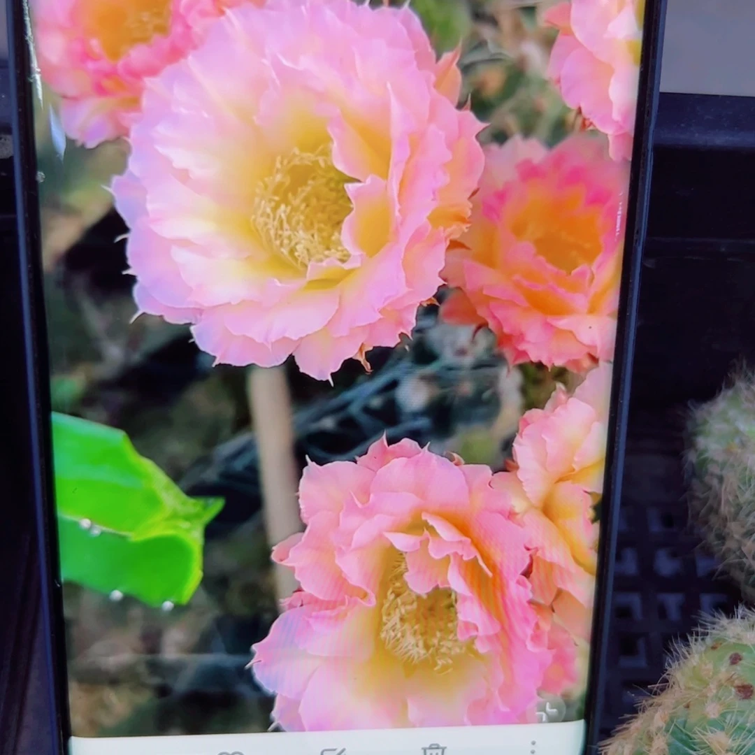 下62彩草104 歪无根侧芽4公分左右20包邮