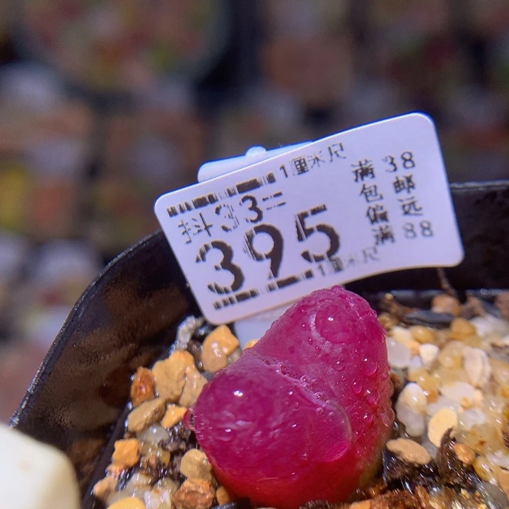 精品生石花33.395