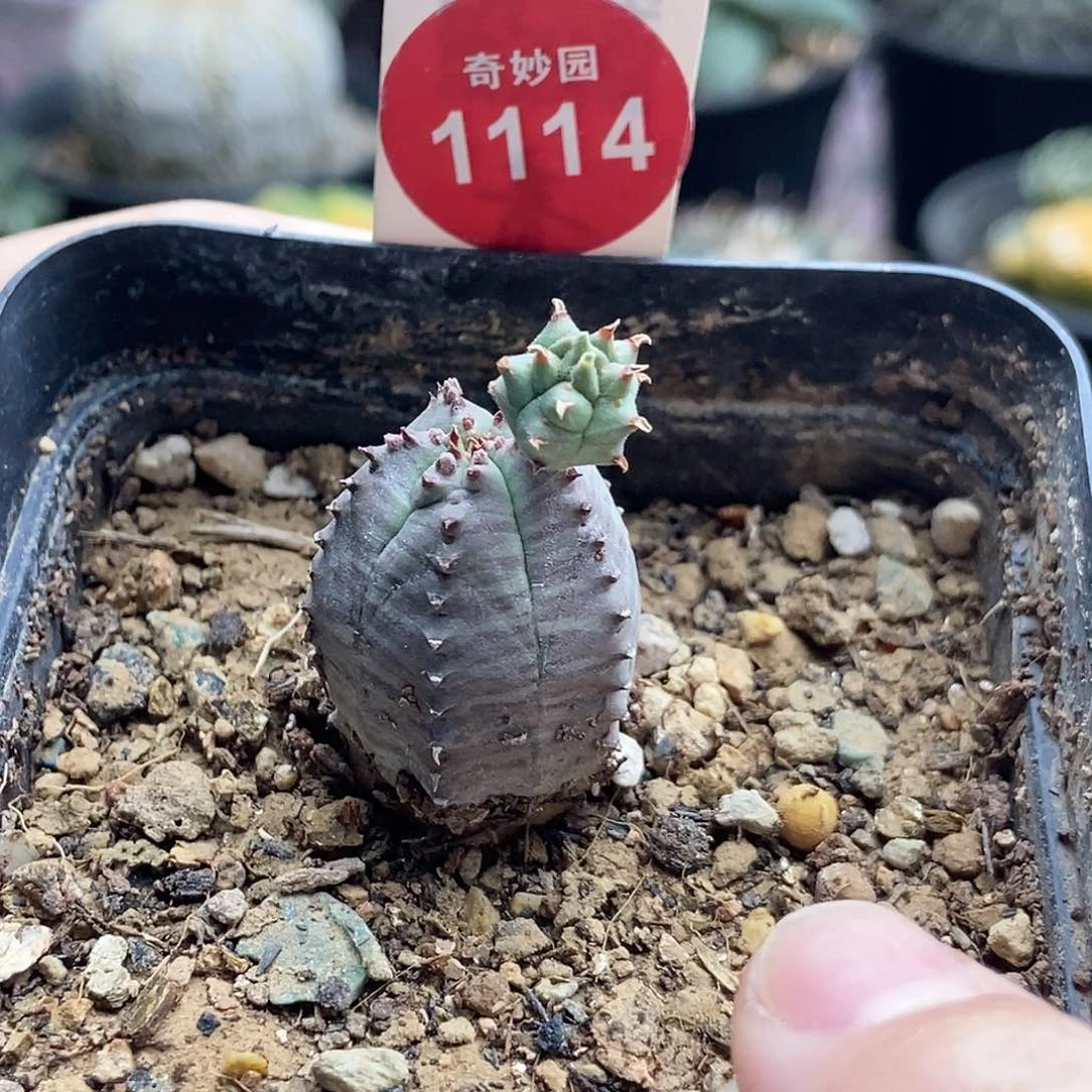 带崽布纹球杂交一颗仙人球