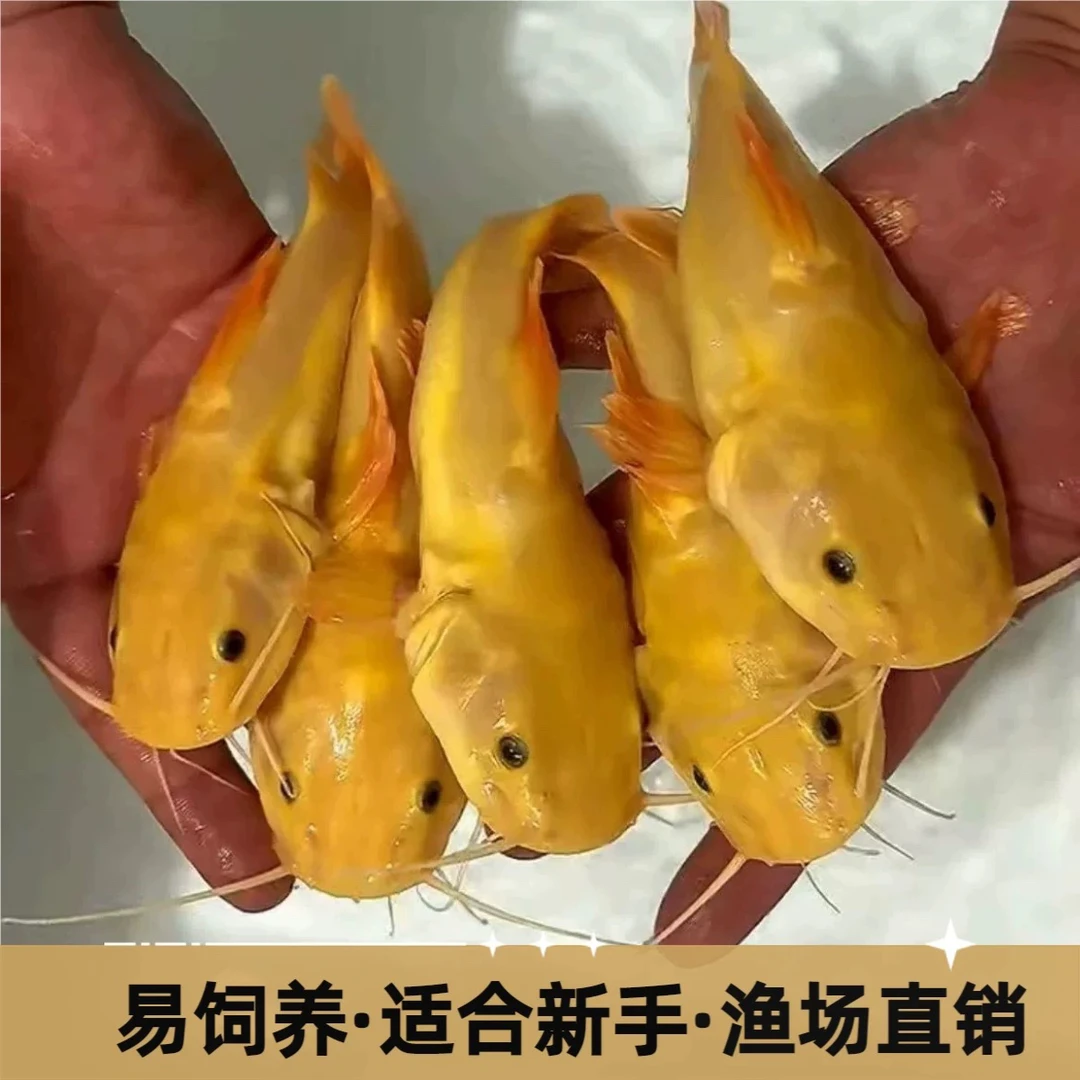 黄金猫大型热带观赏鱼，专属链接