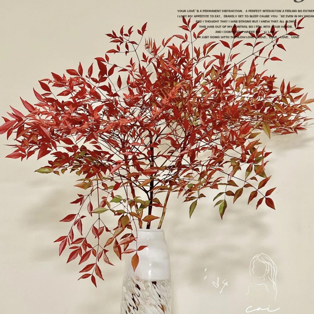 【南天竹】喜庆年宵家居切枝小众鲜切花云南产地顺丰直发