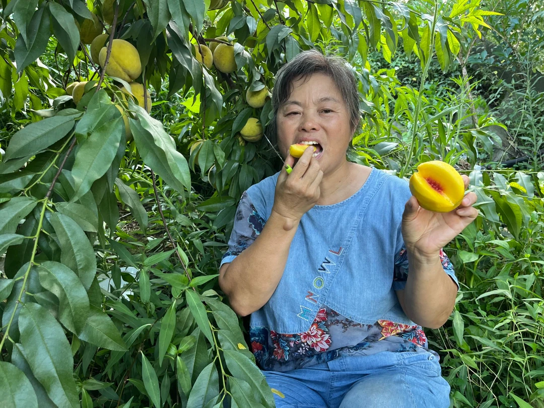 群姐自产自销黄桃无公害自然成熟现摘现发