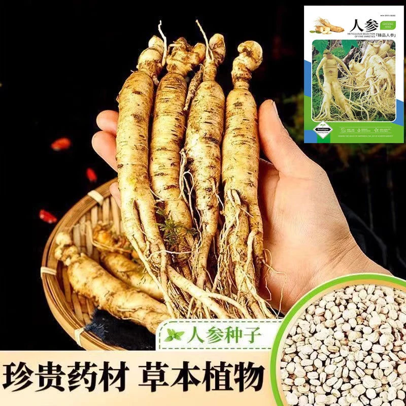 人参种籽长白山野山参种子中草药材种孑四季种植苗阳台庭院盆栽生