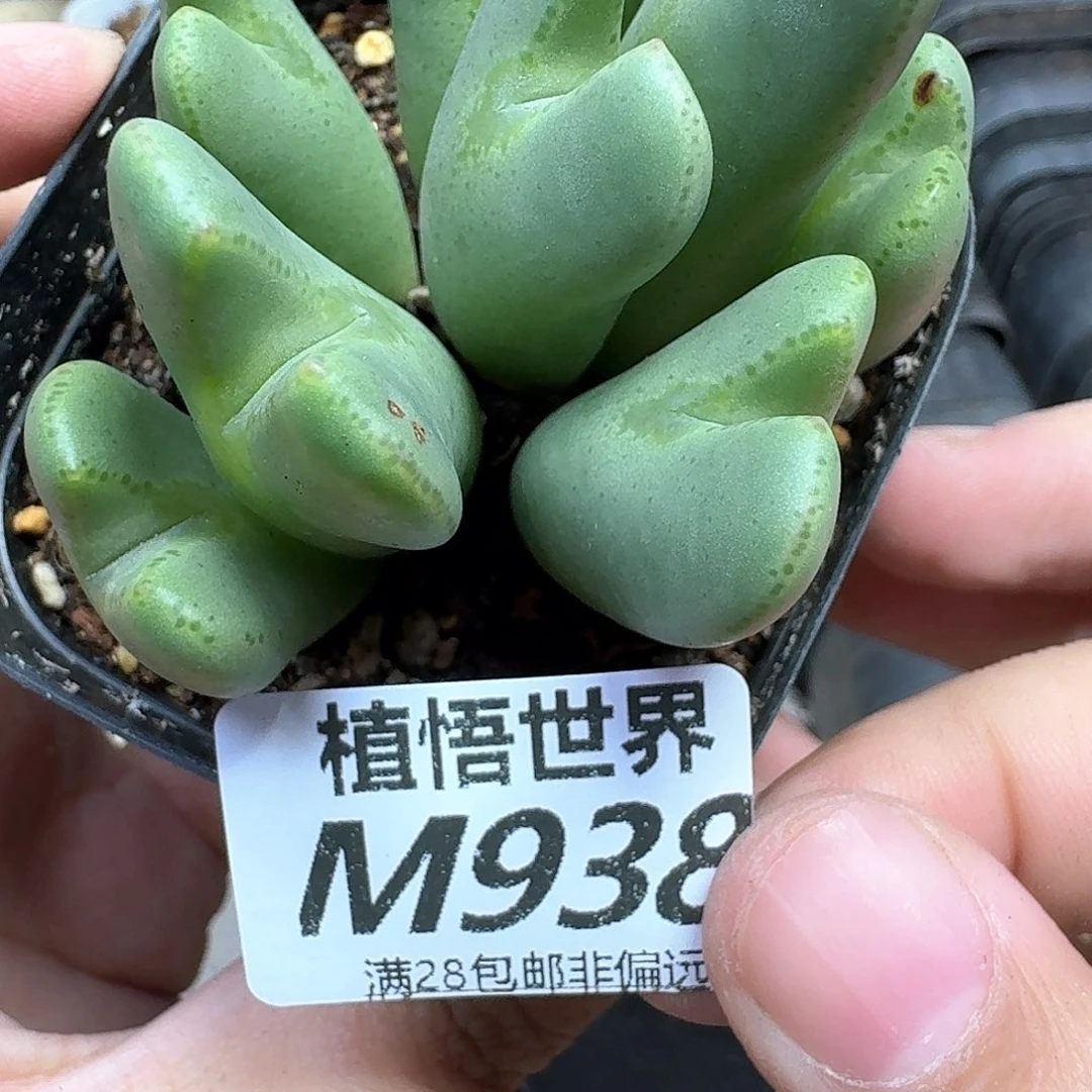 多肉植物的润泽地吃