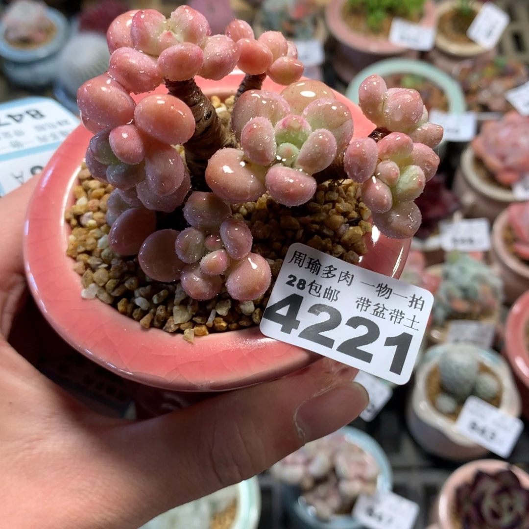 5厘米盆精控多肉4221