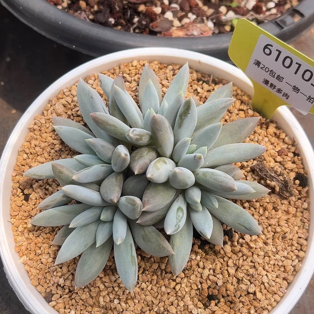 610105 彩体哥特萝莉群生无砍，特价福利商品