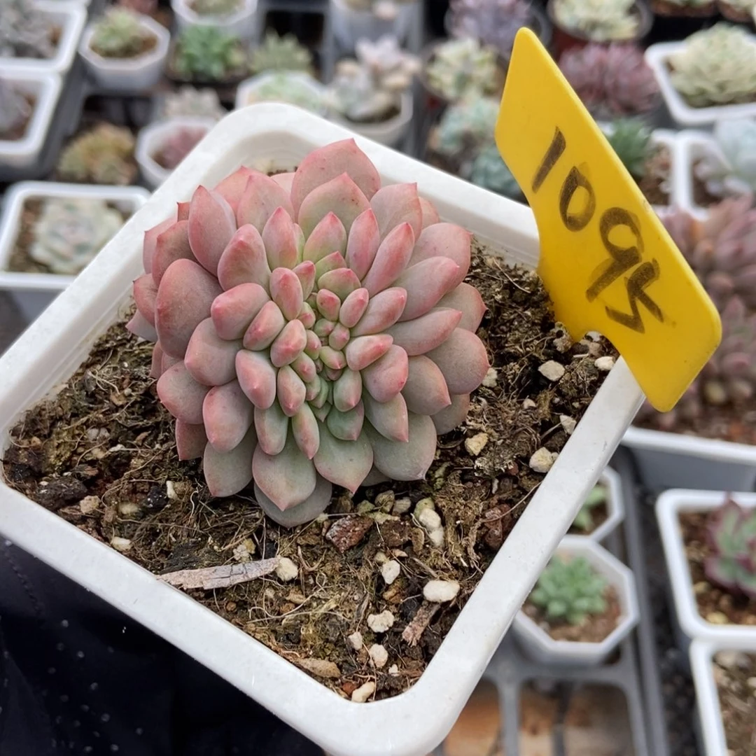 1095爱丽儿缀多肉植物