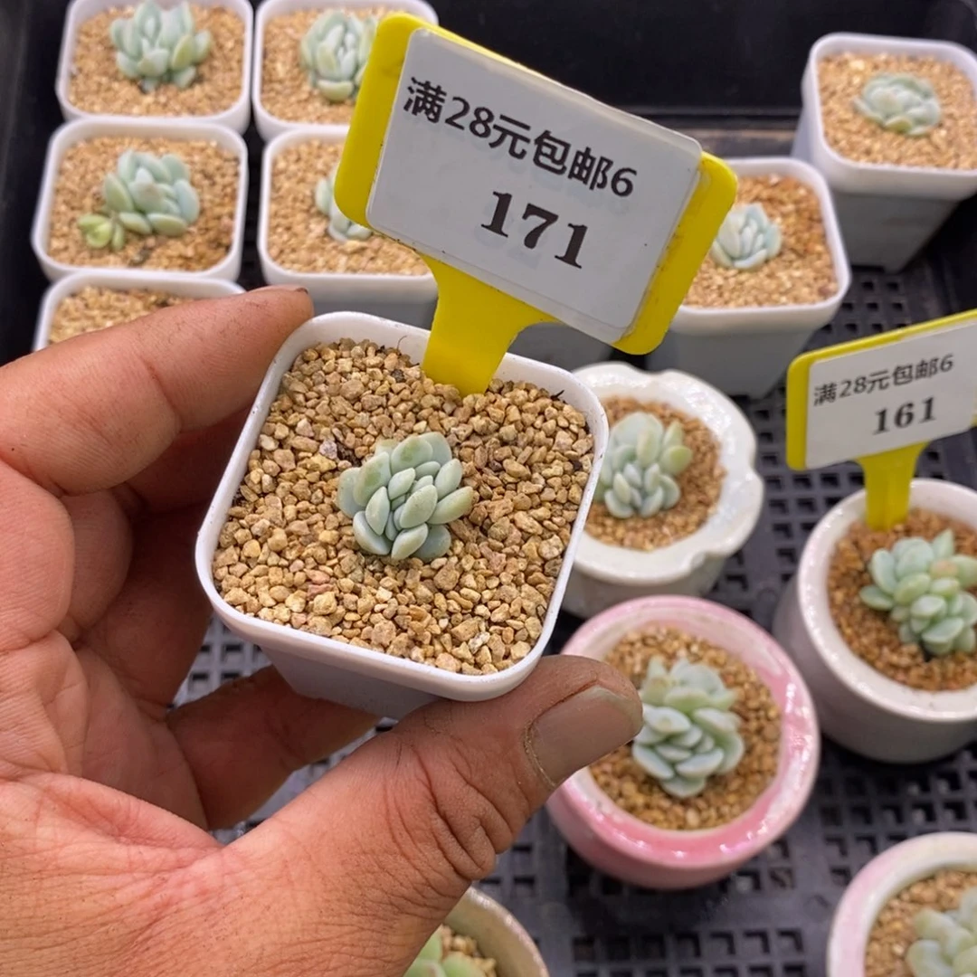 姑****子6171女神福利冰玉缀