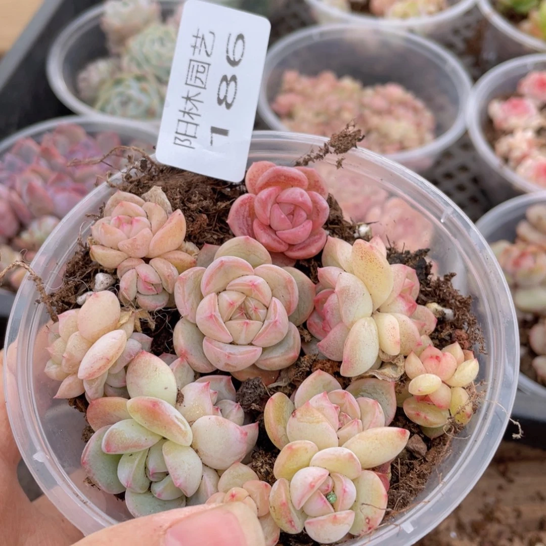 多肉植物多肉植物186