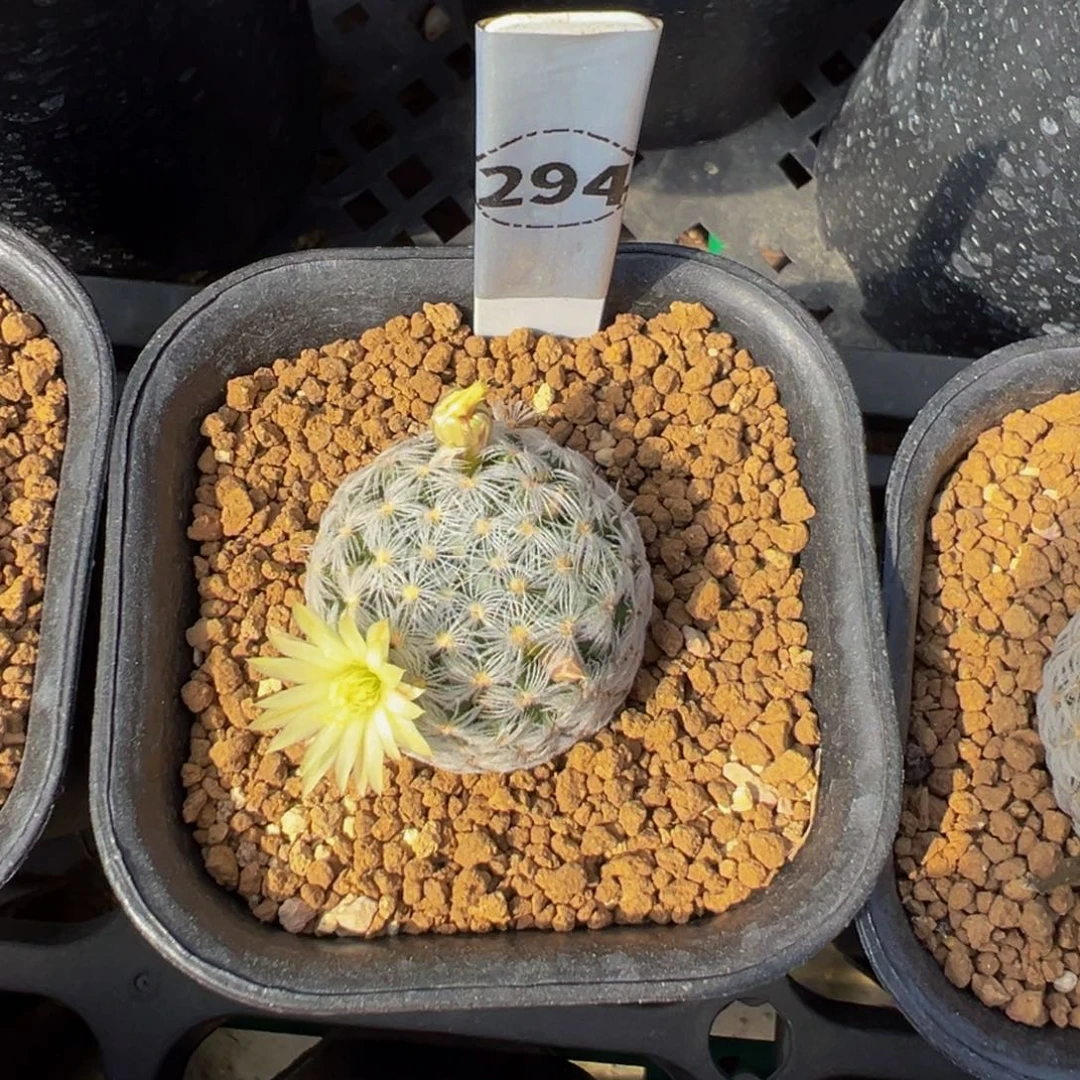 294实生根杜威丸多肉植物带盆土