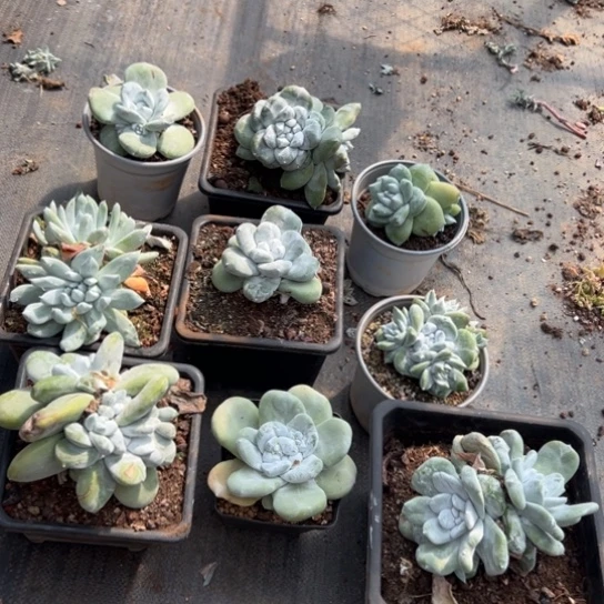 E*a谢谢姐姐～一物一拍9棵