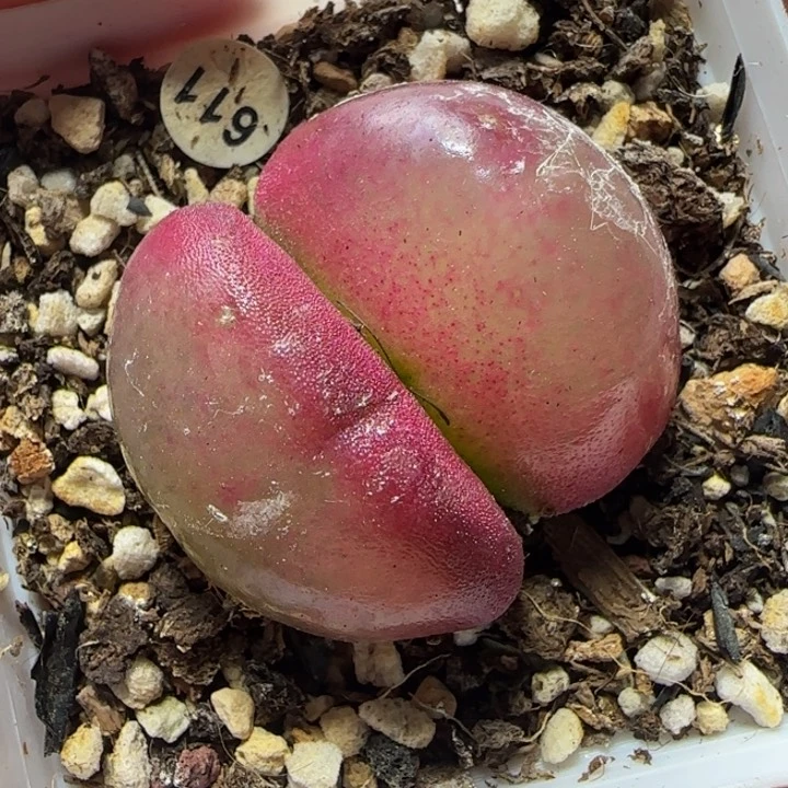 双头灯泡3.5/3.7多肉植物611