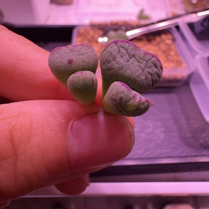 9号，爱心将双头2颗瑕疵处理，不介意的拍！