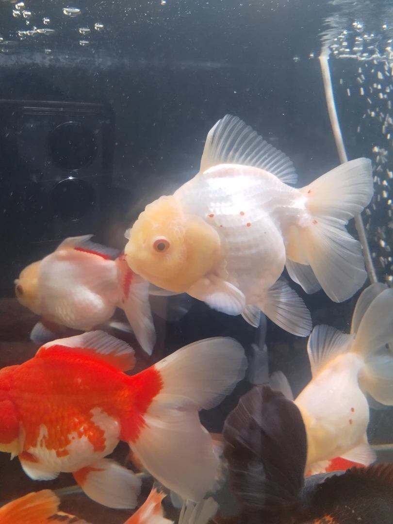 精品百褶泰狮冷水鱼好养活 直播间马印灯效果介意勿拍