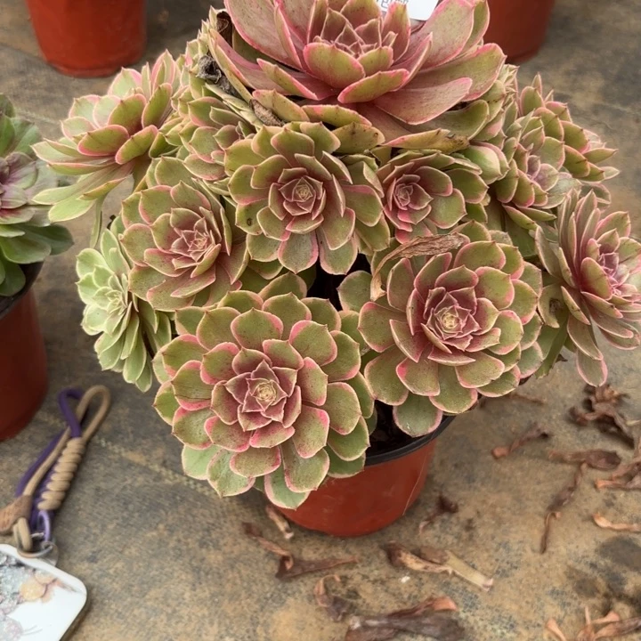 瑞妈多肉园艺832花妖