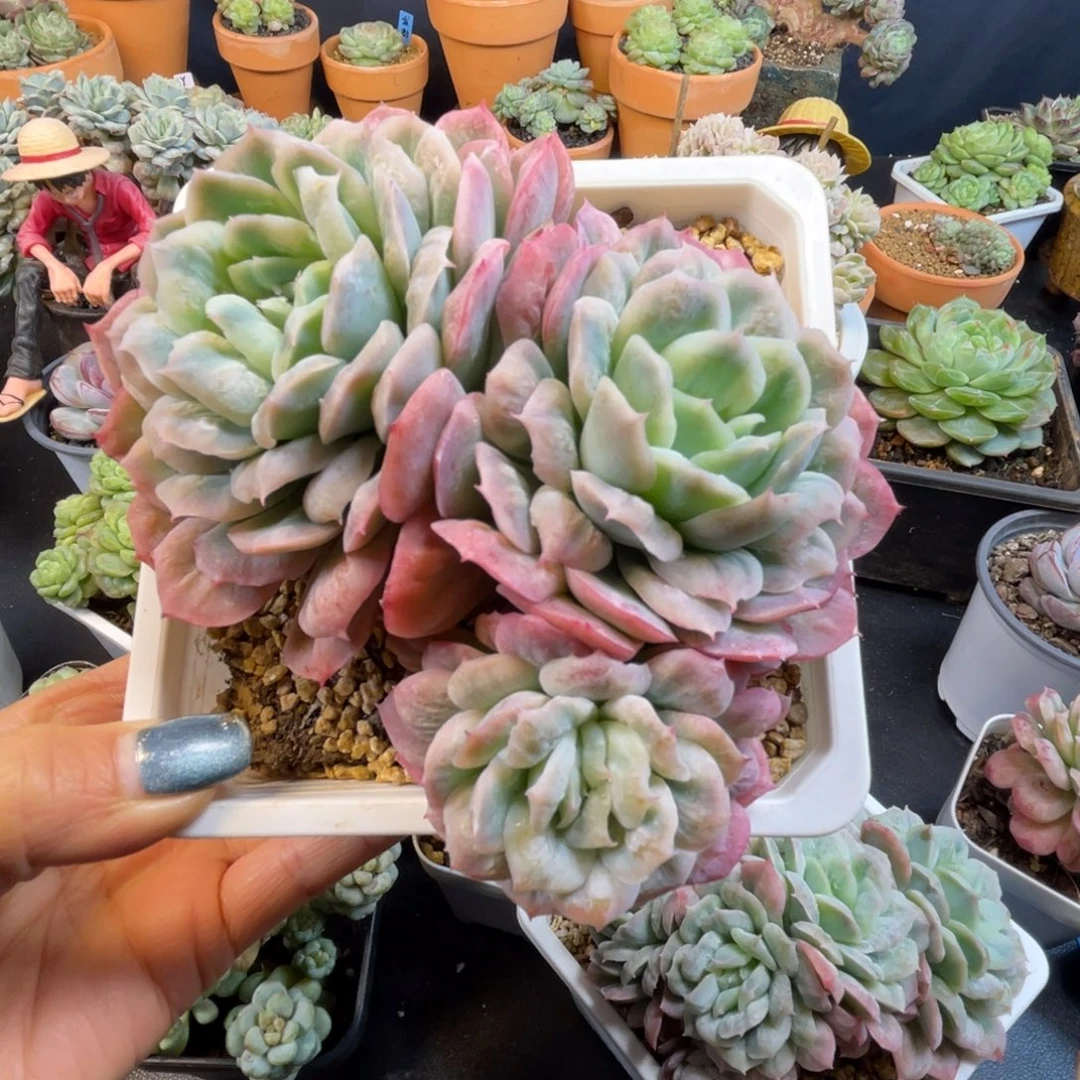 泡泡纱裙 三头 多肉植物