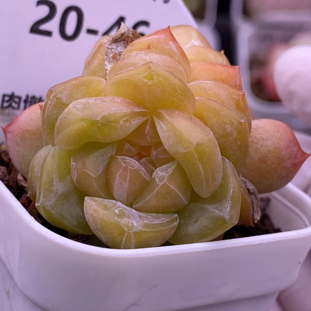 【闪购商品】20-46